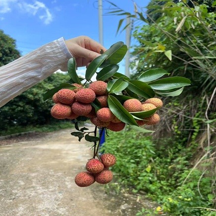 Sihai dá-lhe as boas-vindas ao Festival da Lichia.