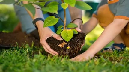 Dia do Plantio de Árvores: Nosso Compromisso com um Futuro Mais Verde